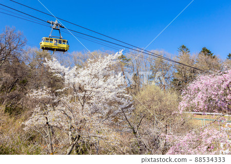 櫻花和寶島山索道 2 櫻花和寶島山索道 2 88534333