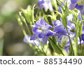 Columbine flower close-up 88534490