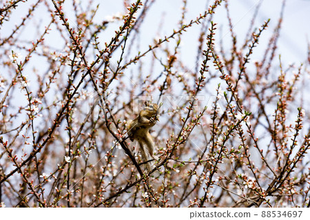Saitama City, Saitama Prefecture Citizen's Forest Green Center Squirrel House Zoo Chipmunk Saitama City, Saitama Prefecture Citizen's Forest Green Center Squirrel House Zoo Chipmunk 88534697