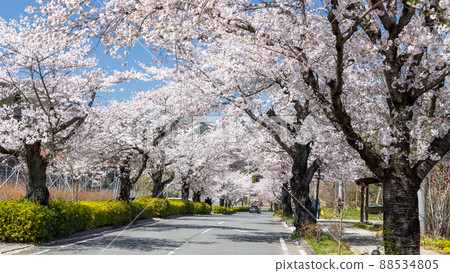 Nagatoro Sakura Tunnel (16: 9) 88534805