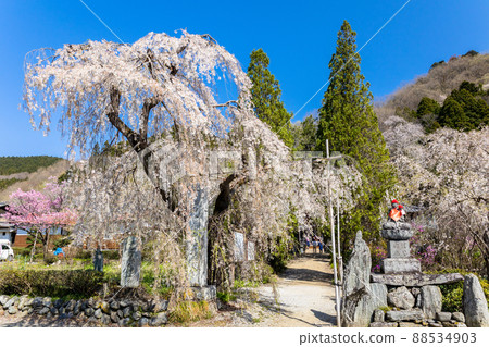 Hozenji Weeping Cherry Blossoms Hozenji Weeping Cherry Blossoms 88534903