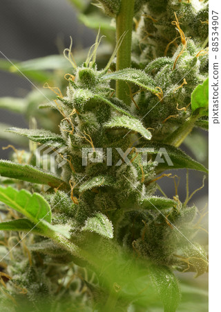 Cannabis buds blossoming flowers, trichomes in the inflorescence of the plant 88534907