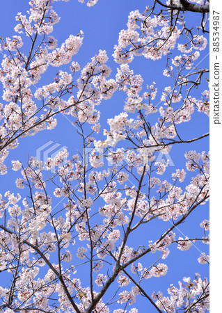 Sakura in Senba Park in Kairakuen, Mito City, Ibaraki Prefecture 88534987