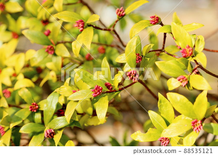 銀杏的花蕾 銀杏的花蕾 88535121