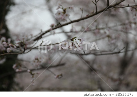 Background blurred cherry blossoms Background blurred cherry blossoms 88535173