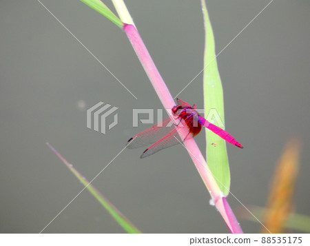 Hachijotombo 88535175