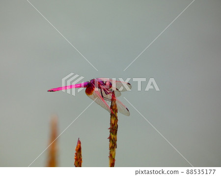 Nannophya矮 88535177