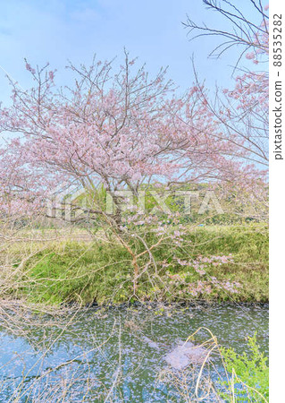 Shirai's spring cherry blossoms 88535282