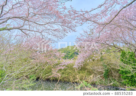 Shirai's spring cherry blossoms Shirai's spring cherry blossoms 88535283