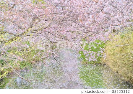白井的春天櫻花 88535312