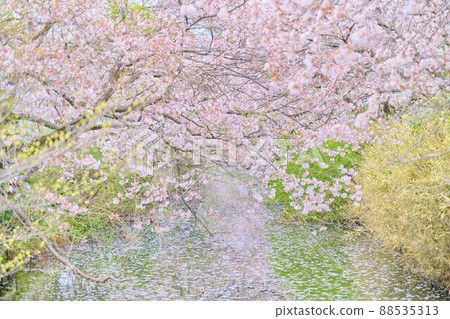 白井的春天櫻花 88535313