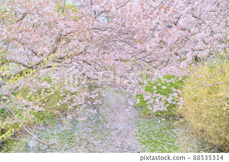 白井的春天櫻花 白井的春天櫻花 88535314