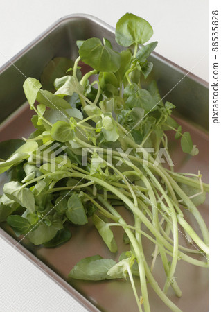 蝙蝠沙拉豆瓣菜 88535828