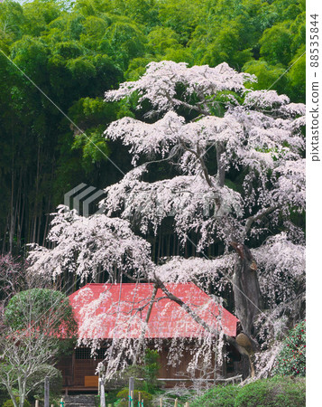 櫻花-雪村紀之櫻村(2020) 櫻花-雪村紀之櫻村(2020) 88535844