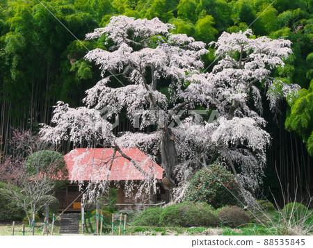 Single Cherry Blossom-Yukimuraan Yukimura Sakura (2020) Single Cherry Blossom-Yukimuraan Yukimura Sakura (2020) 88535845