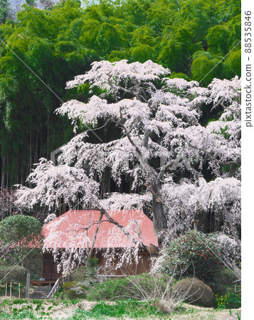櫻花-雪村紀之櫻村(2020) 櫻花-雪村紀之櫻村(2020) 88535846