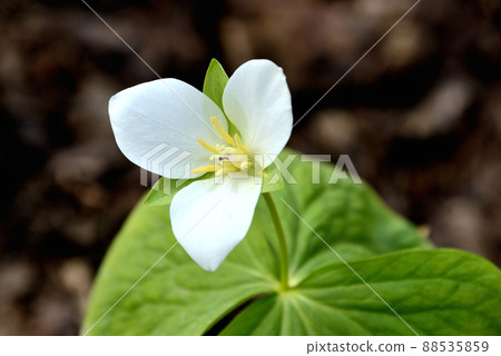 Ooba nano enlivis Ooba nano enlivis 88535859