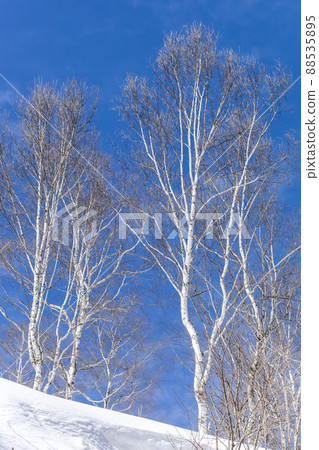 雪坡上冬天枯萎的白樺林 88535895