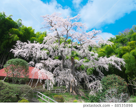 Single Cherry Blossom-Yukimuraan Yukimura Sakura (2020) Single Cherry Blossom-Yukimuraan Yukimura Sakura (2020) 88535898