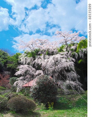 櫻花-雪村紀之櫻村(2020) 櫻花-雪村紀之櫻村(2020) 88535899