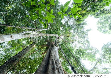 green trees in the summer forest green trees in the summer forest 88535930