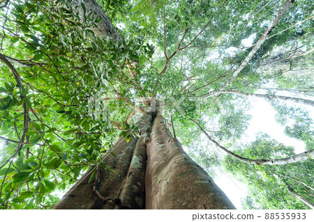 green trees in the summer forest green trees in the summer forest 88535933