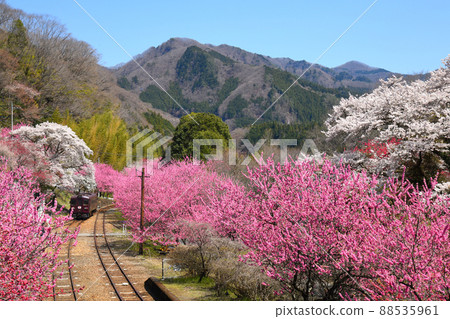 Watarase Valley Railway in full bloom with flower peaches and cherry blossoms 88535961