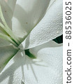 Beautiful spring flowers with green leaves close-up 88536025