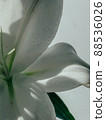 Beautiful spring flowers with green leaves close-up 88536026
