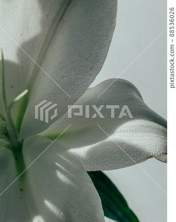 Beautiful spring flowers with green leaves close-up 88536026
