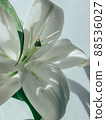 Beautiful spring flowers with green leaves close-up 88536027