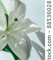 Beautiful spring flowers with green leaves close-up 88536028