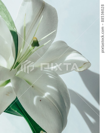 Beautiful spring flowers with green leaves close-up 88536028