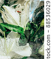 Beautiful spring flowers with green leaves close-up 88536029
