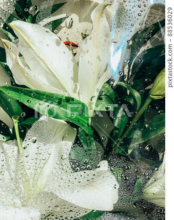 Beautiful spring flowers with green leaves close-up 88536029