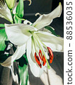 Beautiful spring flowers with green leaves close-up 88536035
