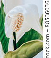 Beautiful spring flowers with green leaves close-up 88536036