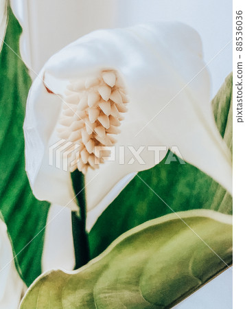 Beautiful spring flowers with green leaves close-up 88536036