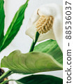Beautiful spring flowers with green leaves close-up 88536037