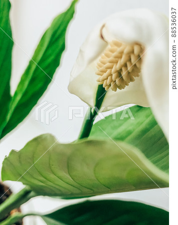 Beautiful spring flowers with green leaves close-up 88536037