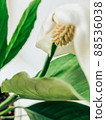Beautiful spring flowers with green leaves close-up 88536038