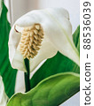 Beautiful spring flowers with green leaves close-up 88536039
