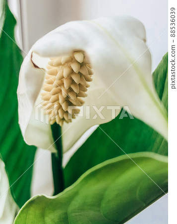 Beautiful spring flowers with green leaves close-up 88536039