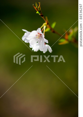 櫻花小希根 櫻花小希根 88536297