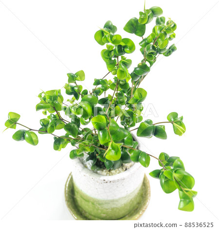 Ornamental plant, Ficus baroque leaves [white background] 88536525