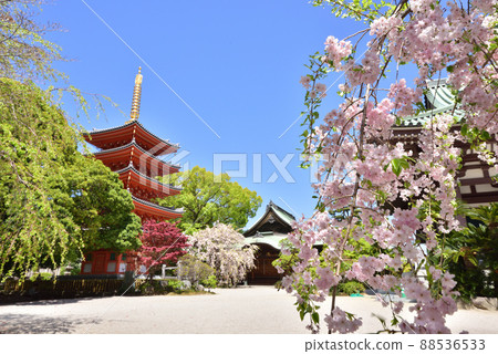 Five-storied prunus weeping cherry blossoms at Tochoji Temple, a new tourist attraction in Fukuoka City, Hakata-ku, Fukuoka City Five-storied prunus weeping cherry blossoms at Tochoji Temple, a new tourist attraction in Fukuoka City, Hakata-ku, Fukuoka City 88536533