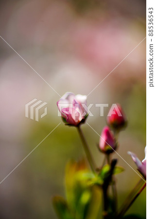 Pink snow willow Pink snow willow 88536543