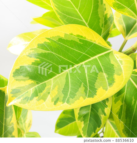 Ornamental plant, Ficus Wildemaniana leaves [white background] 88536610