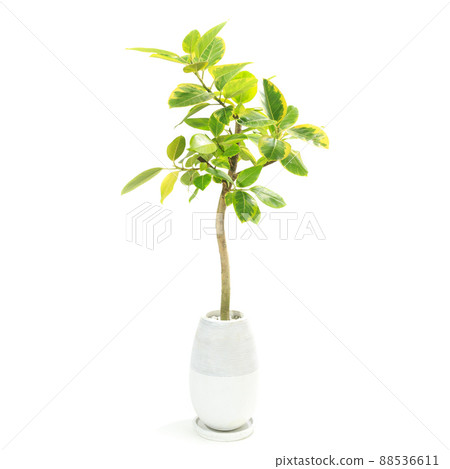 Potted plant of Ficus altissima, a foliage plant [white background] 88536611