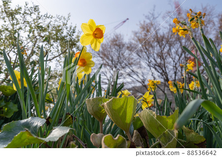 神奈川縣橫濱市:一片盛開的黃色水仙花田。 神奈川縣橫濱市:一片盛開的黃色水仙花田。 88536642